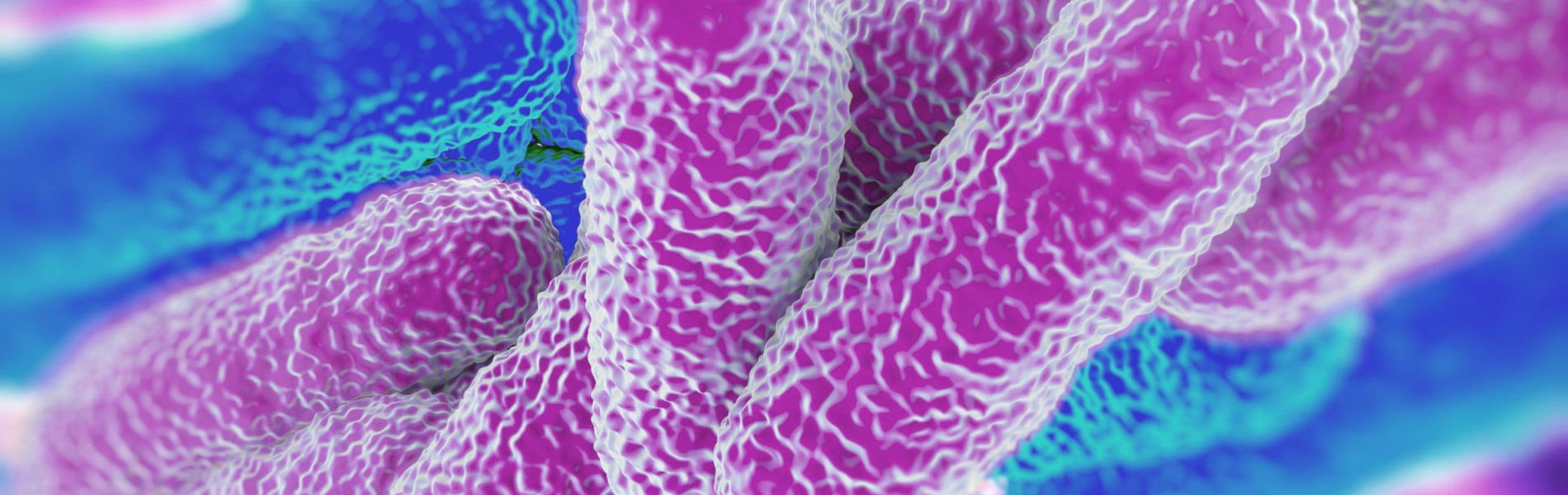 Legionella Bacteria