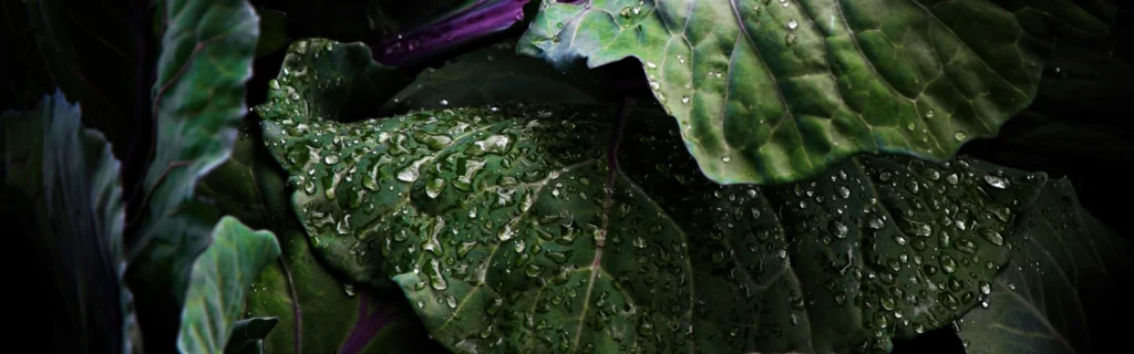Rainwater harvesting, featured image