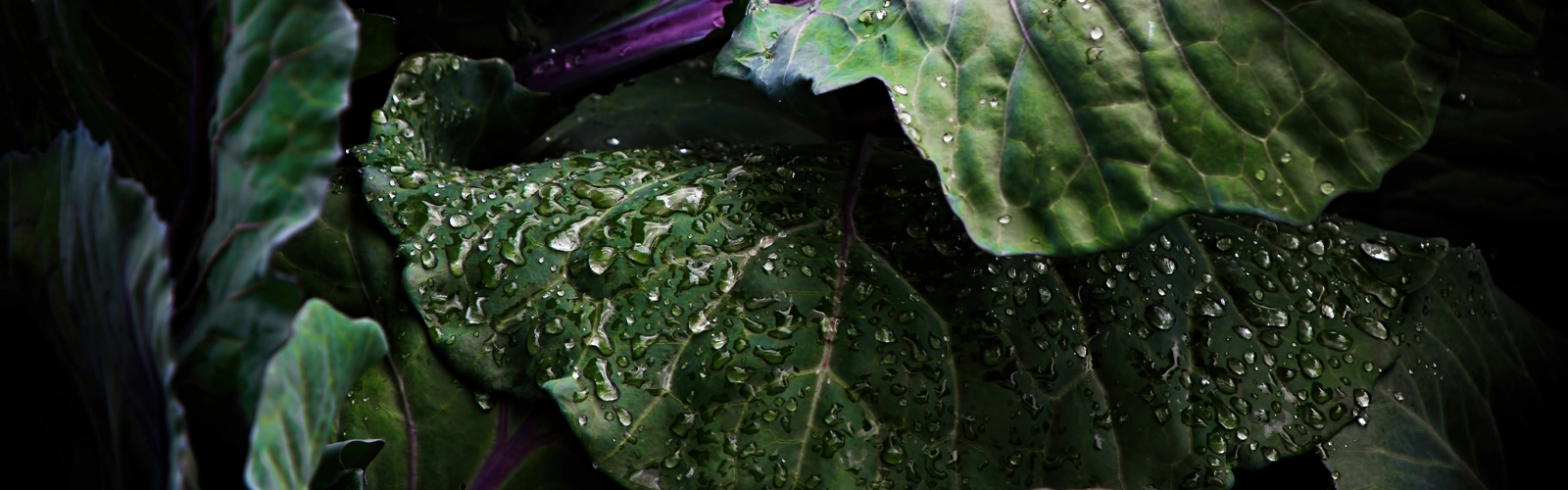 Rainwater harvesting, featured image